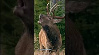 Download lagu Stag Sounds #shorts #deer #wildlife mp3 Download lagu Stag Sounds #shorts #deer #wildlife mp3