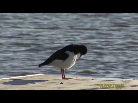 STRANDSKATA  Eurasian Oystercatcher  (Haematopus ostralegus)  Klipp - 1164