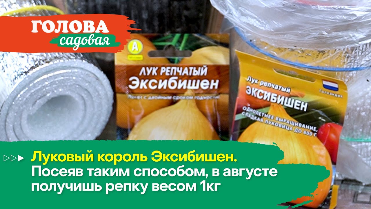 Голова садовая - Луковый король Эксибишен. Посеяв таким способом, в августе получишь репку весом 1кг