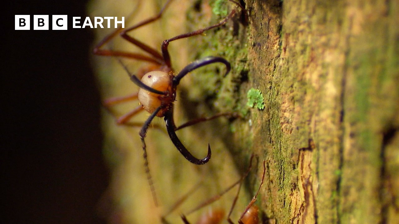 Inside A Huge Colony Of Army Ants | Expedition Guyana | BBC Earth
