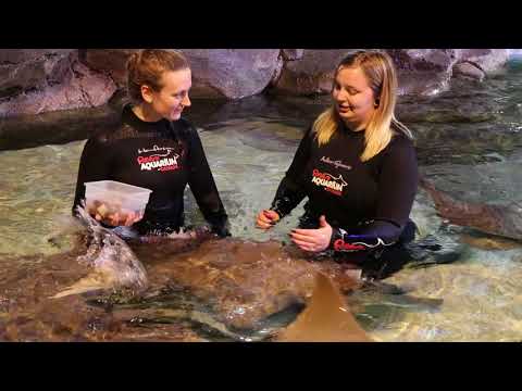My Stingray Experience - Ripley's Aquarium (Toronto ON)