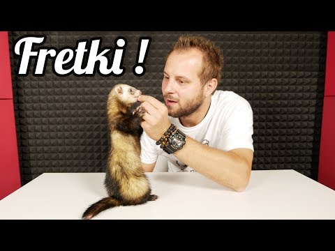 download lagu mp3 mp4 Fretka, download lagu Fretka gratis, unduh video klip Fretka