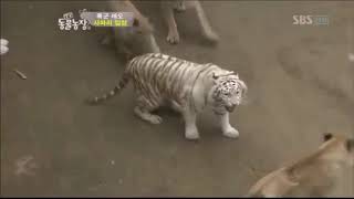 Tiger vs Lion Fights