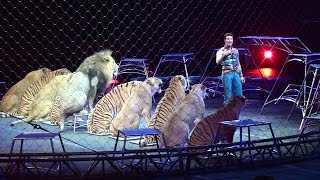 Ringling Brother&#39;s Big Cats (Tigers and Lions) show