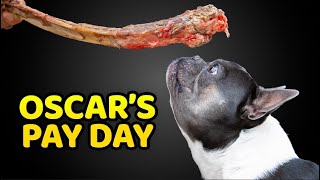 Oscar gets a giant tomahawk bone for all his hard work