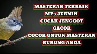 Download lagu 📌MASTERAN WAJIB CUCAK JENGGOT | UNTUK burung anda #burungkicau #kicaumania#murai#cucakjenggotgacor mp3