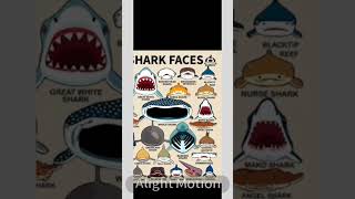 Download lagu ep - 20 Shark faces Broadnose sevengill shark 🦈 #shorts #broadnosesevengillshark mp3