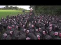 Turns out what turkeys REALLY like is a good laugh, at my expense. Sound up…