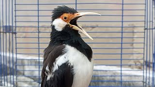 Download lagu Pancingan Jalak Suren Gacor Mompa Full Isian Variasi - Masteran Suara Burung Jalak Gacor Isian Mewah mp3 Download lagu Pancingan Jalak Suren Gacor Mompa Full Isian Variasi - Masteran Suara Burung Jalak Gacor Isian Mewah mp3