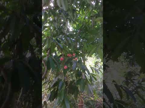 Pescaria 🎣 no Igapó, Itapiranga AM