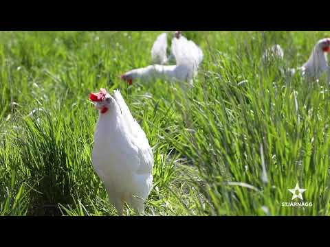 Stjärnägg släpper ut fler hönor!