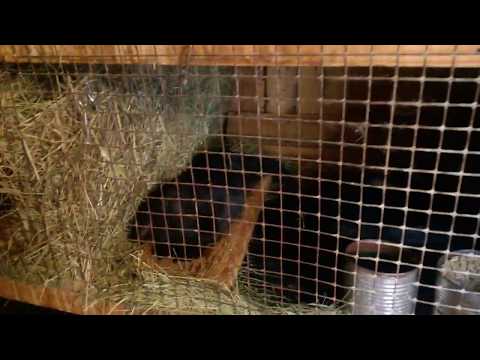 В крольчатнике,муж снимает и что получилось.