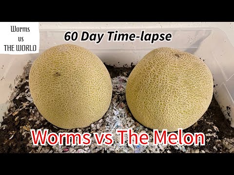 2,000+ Worms vs The Melon.  60-day TIME-LAPSE Fast Playback