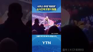관객석 난입한 호랑이 #shorts / YTN