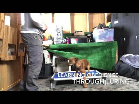 Complete Canine Training video.