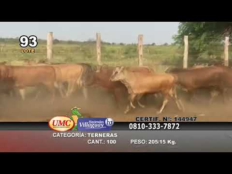 Lote 100 Vaquillonas en Gral. Manuel Belgrano, Formosa