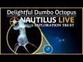 Delightful Dumbo Octopus in the Deep-Sea | Nautilus Live