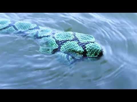 Remote Control Water Snake| Unboxing & Testing-Best Fun TOYS#watersnake #remotecontrol #rc #robot