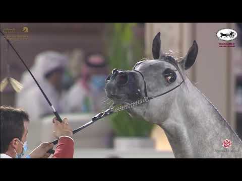 N 120 AHOOD UMM ALUDHAM   Katara International Arabian Horse Festival   Mares 4 6 Years Old Class