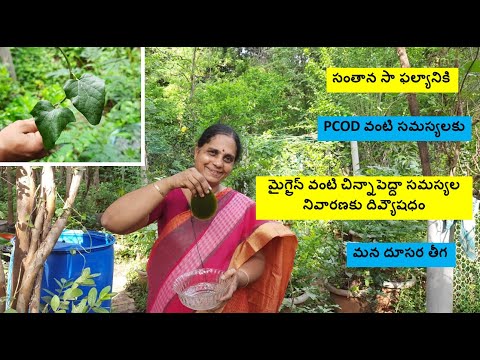 Dusara teega (cocculus hirsutus)-A plant which can boost fertility, relieve PCOD, migraine etc.,