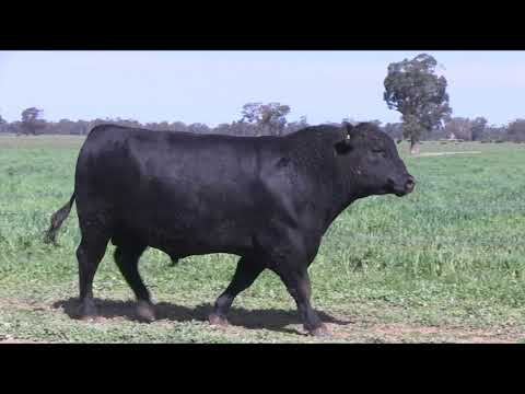 Lot 13 The Rock Emperor P76 (ATZP76)