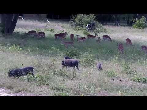 Djuma: Impalas, Warthogs and Nyalas - 15:14 - 01/19/2023