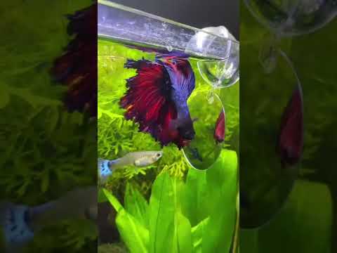 est ce que je peux mettre un combattant avec des guppy