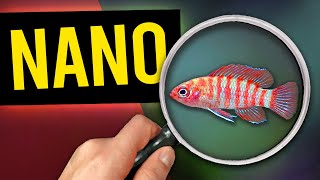 5 Nano Fish To Try In Your Small Aquarium! by Aquarium Co-Op
