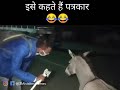 Dog Down Mein Banaya Gadhe Ko Pagal New Khabar Status Comedy