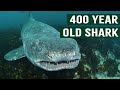 Hunting Greenland Sharks In The Deep Sea