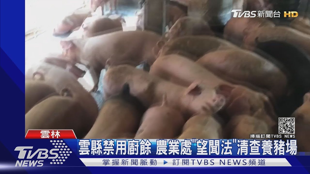 「全面清查」養豬場 非法廚餘餵最高罰300萬