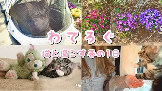 ［VLOG］わてろぐ 猫と過ごす春の日 足長マンチカン まる Munchkin cat