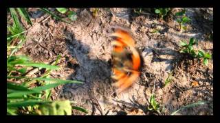 Colleen - Sea Of Tranquillity