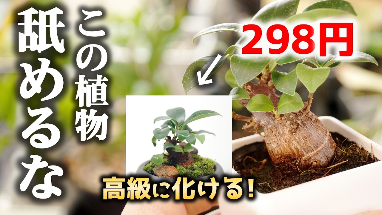 この安物…？いいえ、高級感抜群に生まれ変わる”神観葉植物”です♪【ガジュマルの育て方】