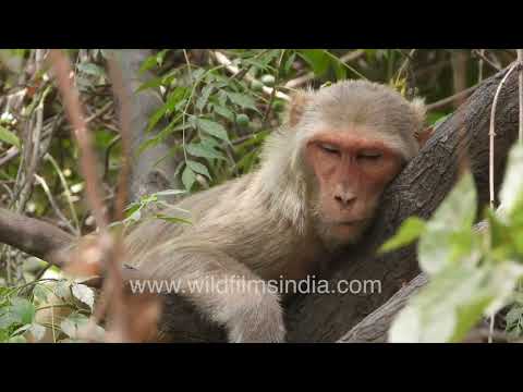 A Rhesus macaque is seen taking a peaceful afternoon nap on a tree branch.
