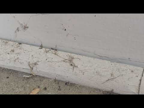 Ants Trailing in Garage in Ocean Gate, NJ