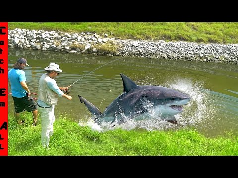 We CAUGHT the SHARK in a FRESHWATER! **and COOKED IT!**