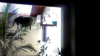 Curió Malibu