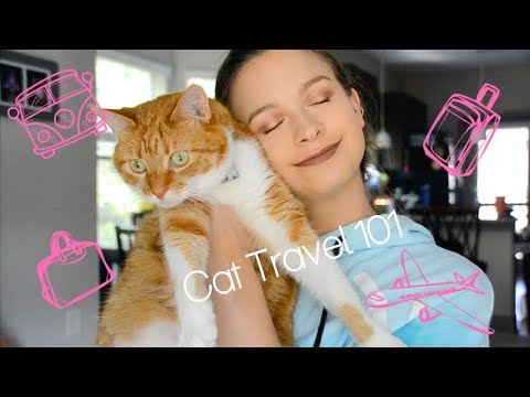 HOW I TRAVEL WITH MY CAT | LONG DISTANCE CAR RIDES