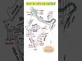 Indian Geography 6 भारत का भूगोल Shorts Youtubeshorts Geography Indiangeograph