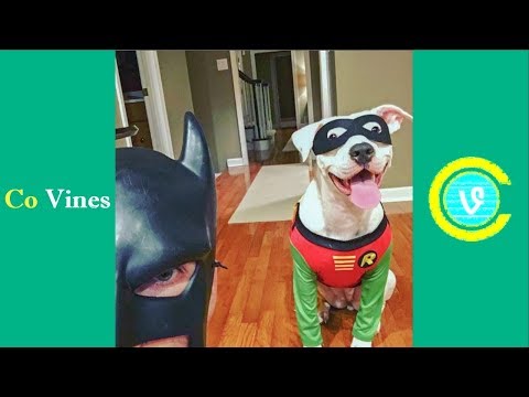 Try Not To Laugh Watching BatDad Compilation 2017 (W/Titles) Funny BatDad Videos