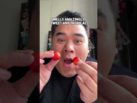 Fresh Hawthorn Berries or #山楂 -