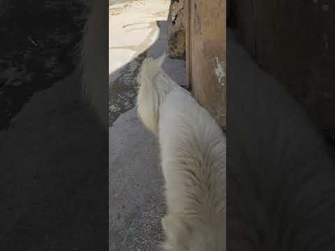 Tina Dog 🐕 l cute puppy l baby dog 🤣 l #3kviral  #shorts #Hamidwithlife #dog #4k