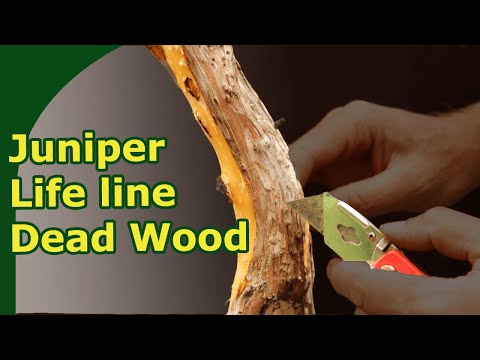 Creating deadwood, application of yin fluid and repotting: Juniper development