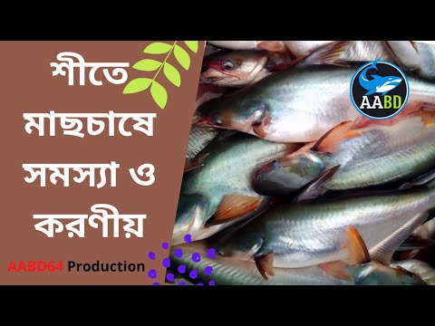 শীতে মাছের পরিচর্যা