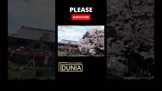 Download lagu Mekar dan Gugur Dengan Cepat #shorts #sakura #jepang mp3