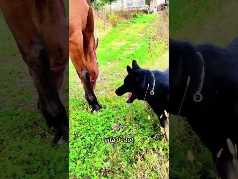 Un câine deștept a salvat calul stăpânului său de la a fi furat și l-a adus înapoi acasă.