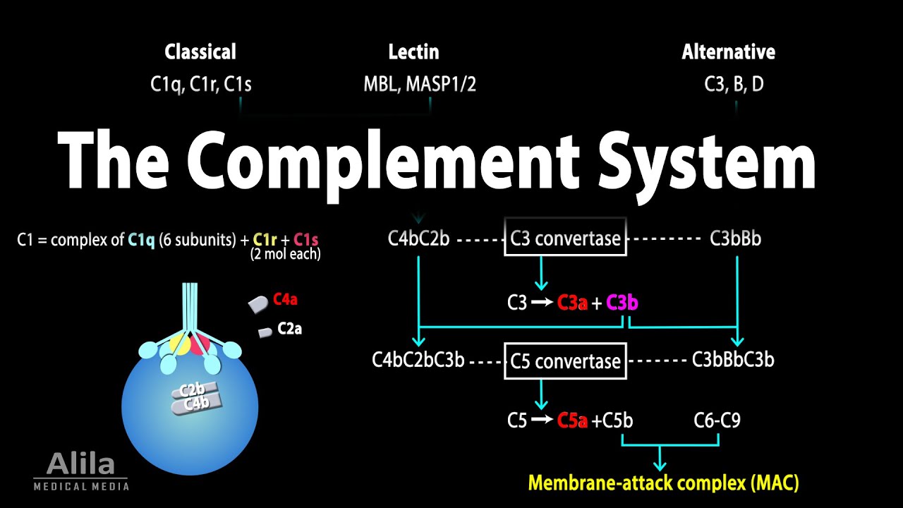 The Complement System, Animation - YouTube