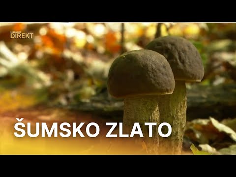 Kilogram vrganja skuplji je od kilograma teletine: Doznajemo gdje i kako ih pronaći | RTL Direkt