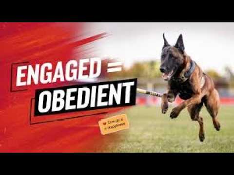 This 5 Minute Trick Made My Dog Calm Down Fast